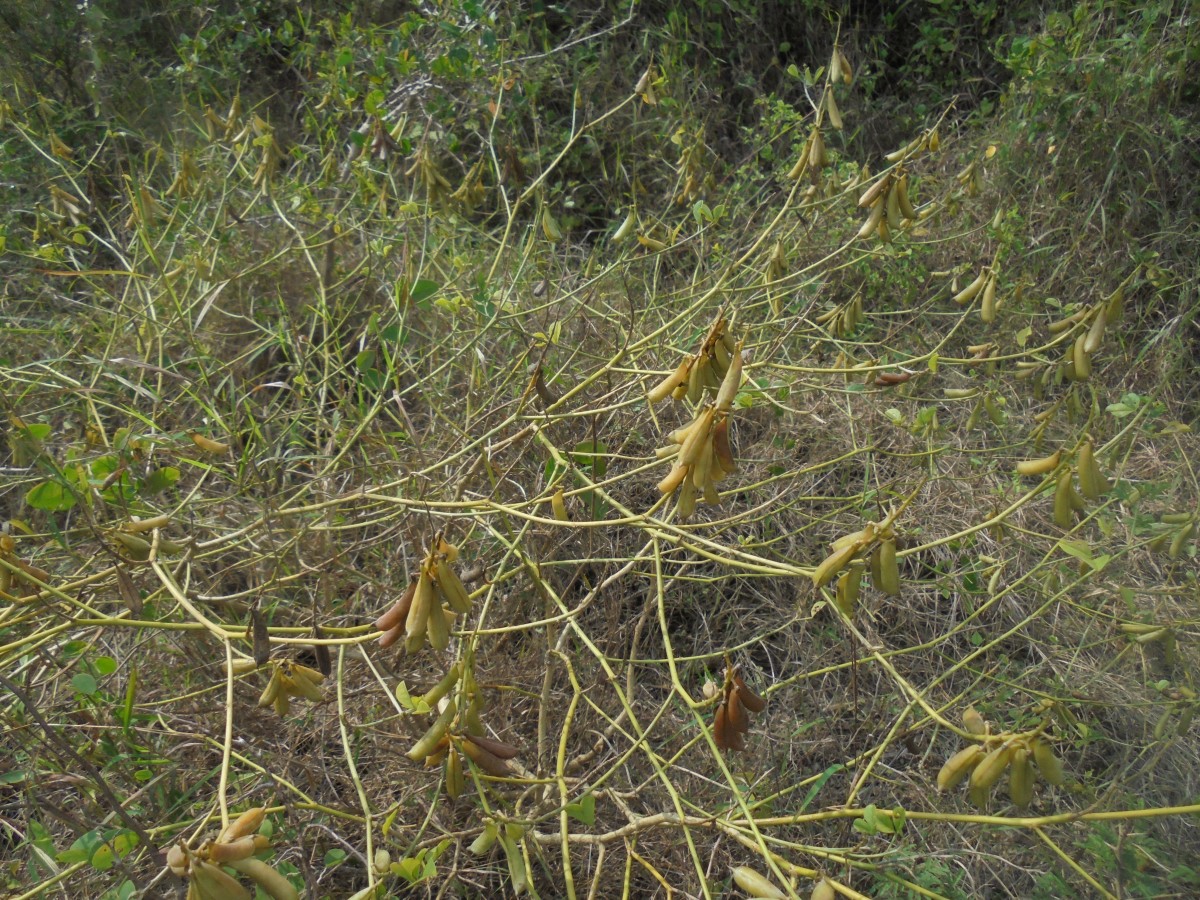 Crotalaria clavata Wight & Arn.